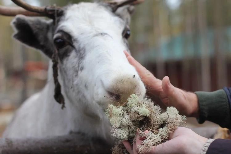 От Кивача до граната: третья волна северного вдохновения