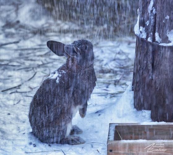 Русская деревня в декабре